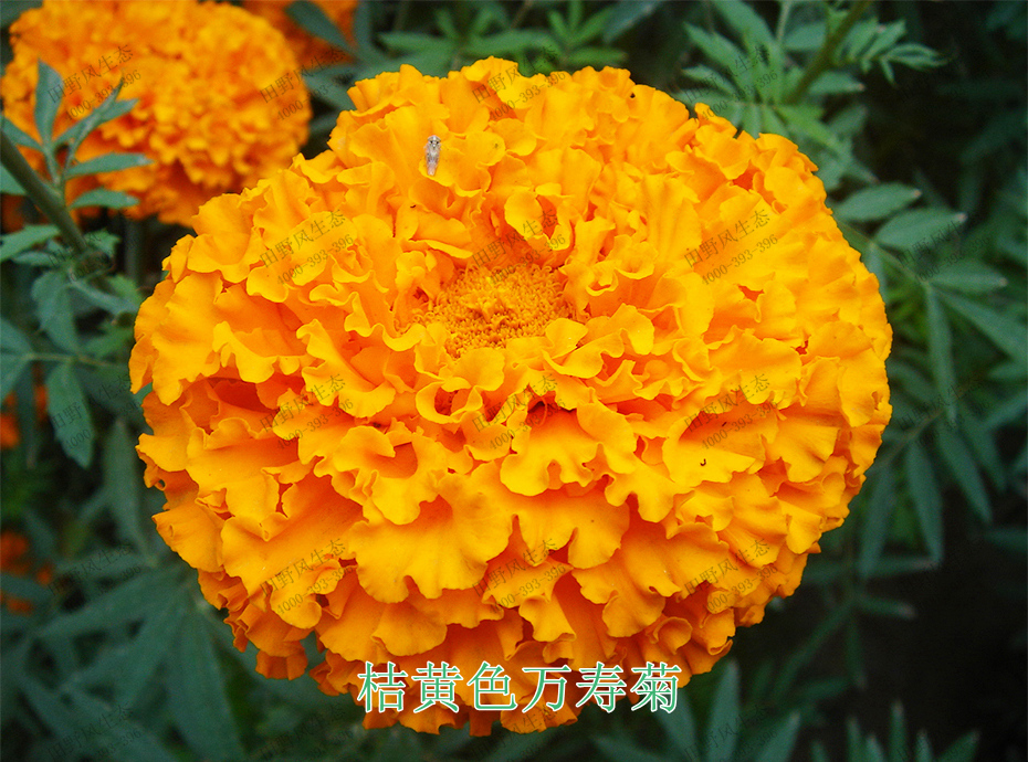 3桔黃色萬(wàn)壽菊