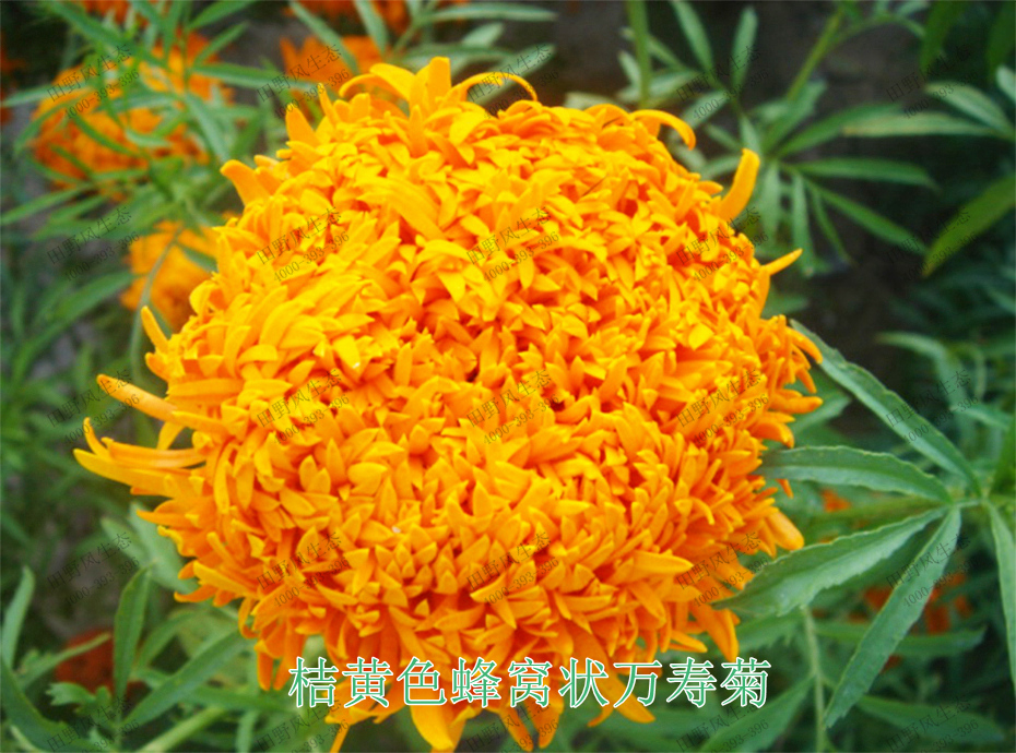 5桔黃色蜂窩狀萬(wàn)壽菊