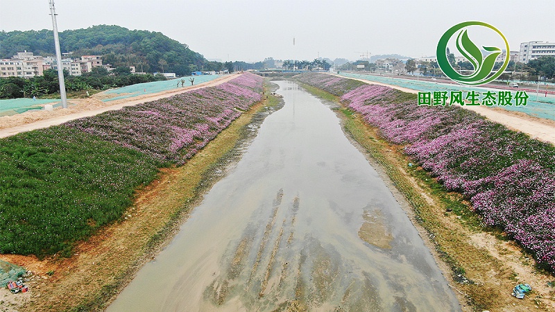 河道生態修復,邊坡綠化