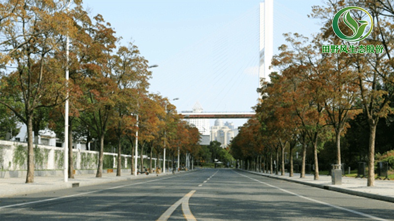 道路綠化,市政綠化