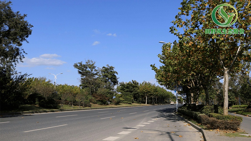 道路綠化,市政綠化