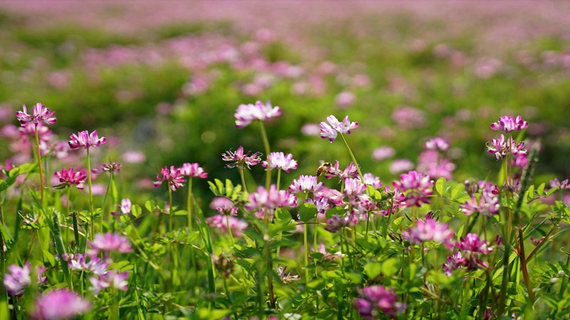 草種批發