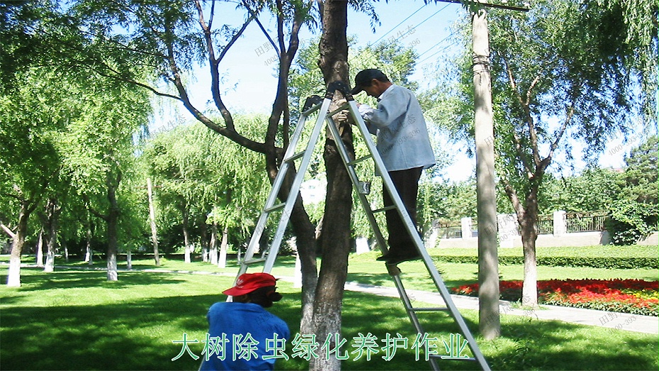 3大樹除蟲綠化養護作業