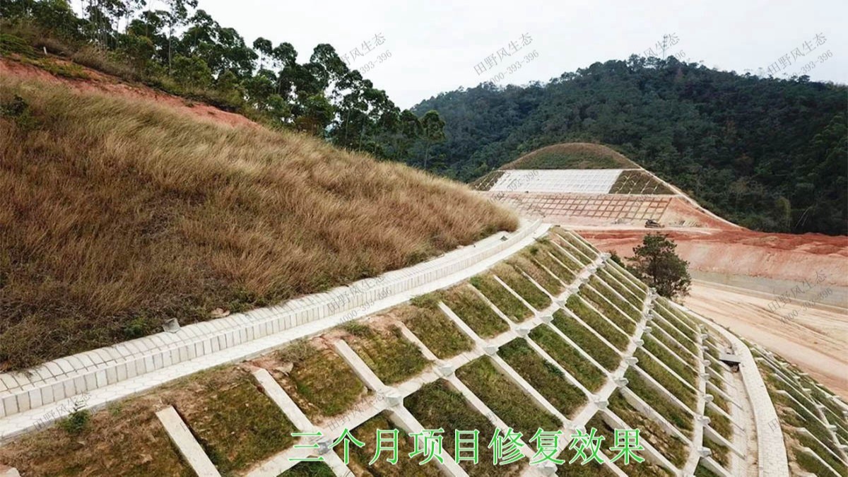 包茂高速茂名段高速公路邊坡復綠