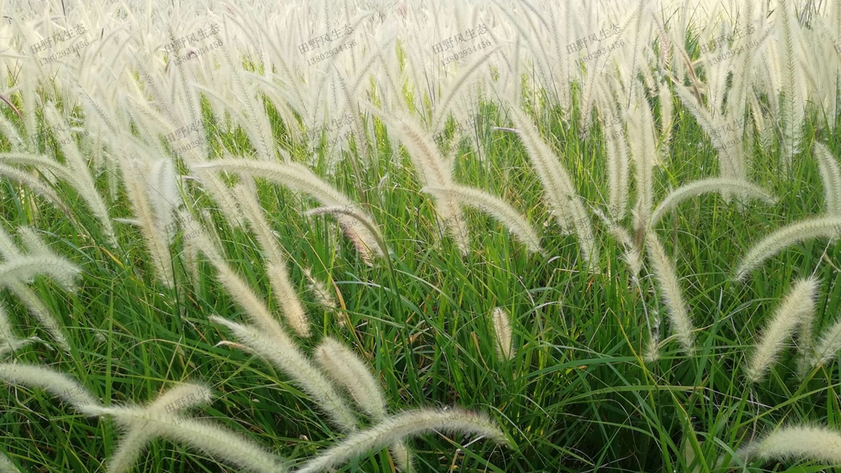 “離離原上草”，狼尾草草種草籽種植技術詳解