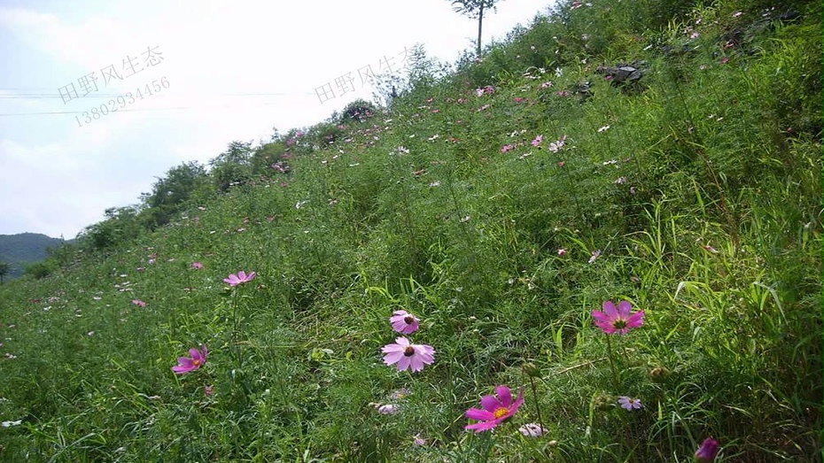 邊坡綠化植草技術