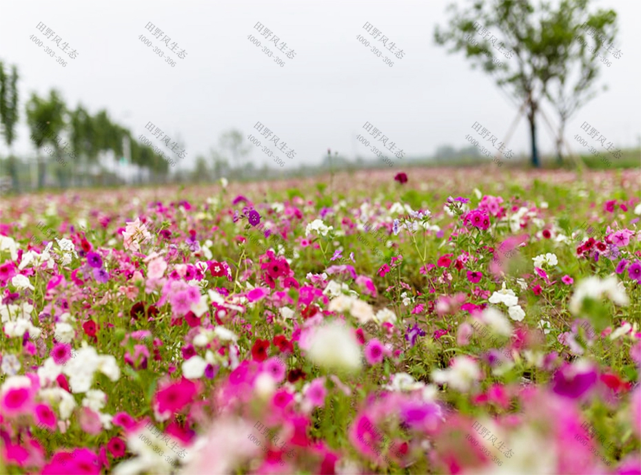 花種批發(fā)