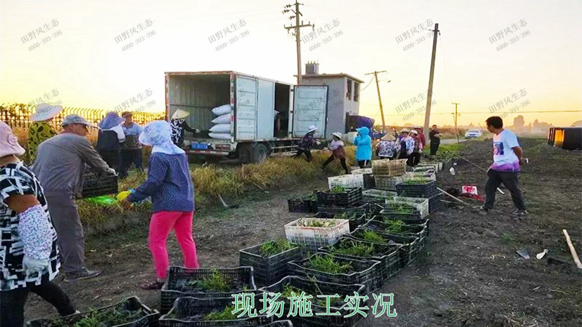 江西瑞昌市景區花海工程