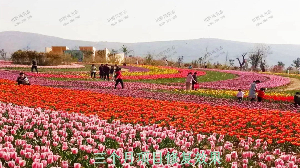 江西瑞昌市景區花海工程