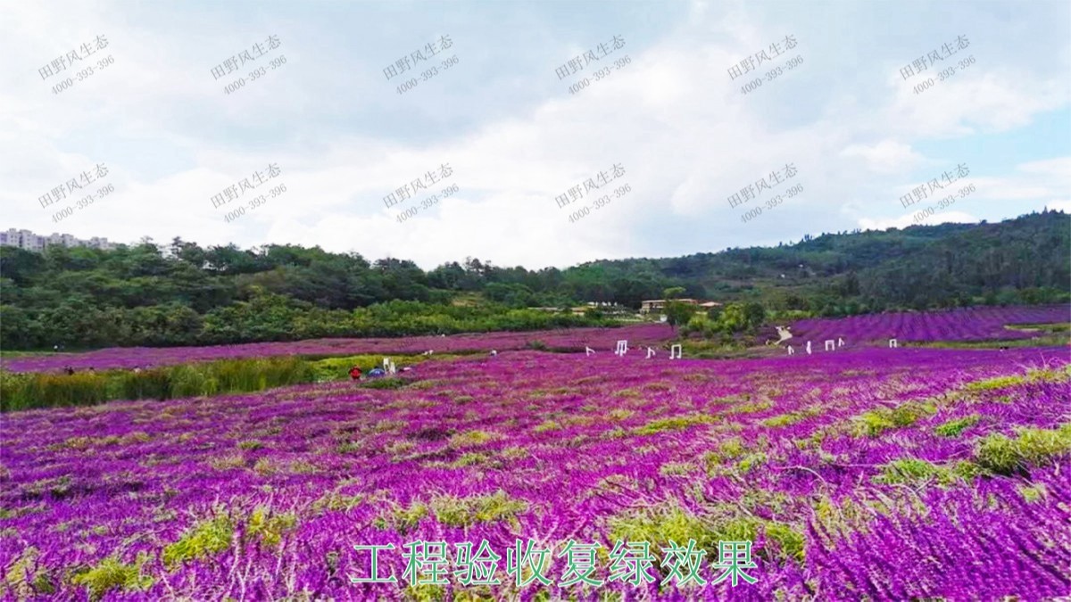 江西瑞昌市景區花海工程