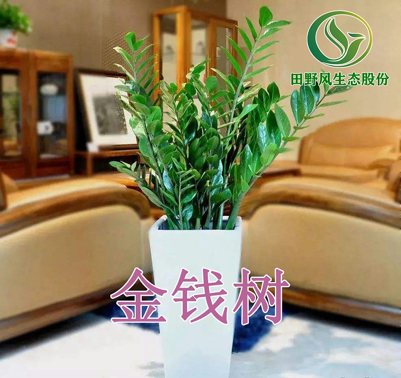 綠植租擺，植物租賃