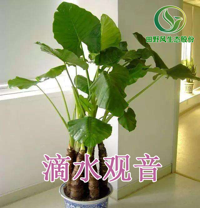 綠植租擺，植物租賃