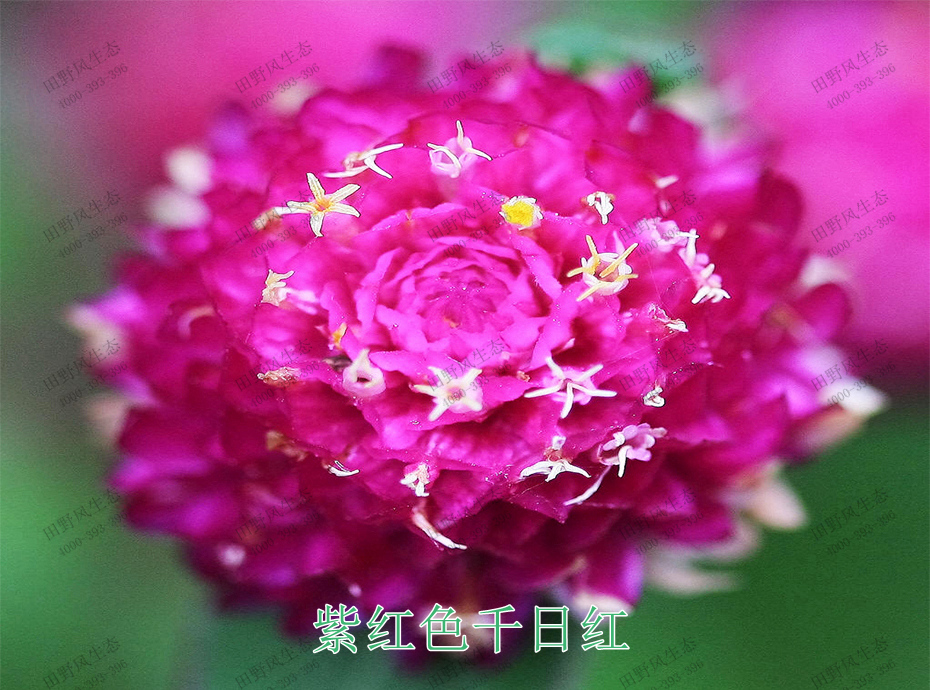 花卉種子怎么播種