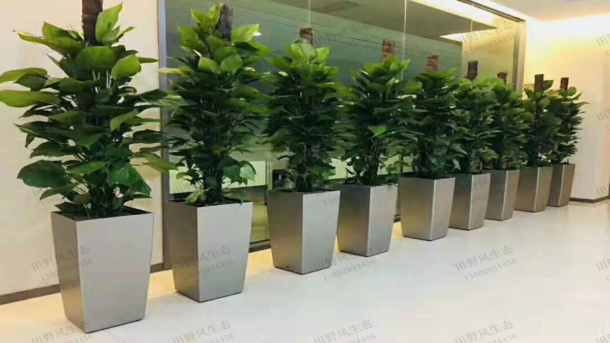 寫字樓綠植租擺