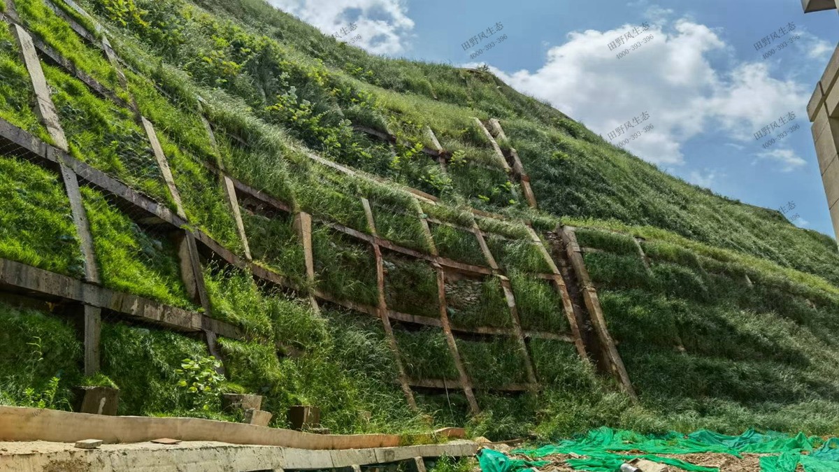 3個月長草效果