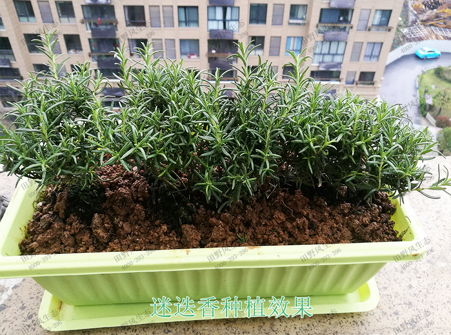 6迷迭香種植效果