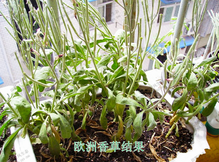 3歐洲香草結果