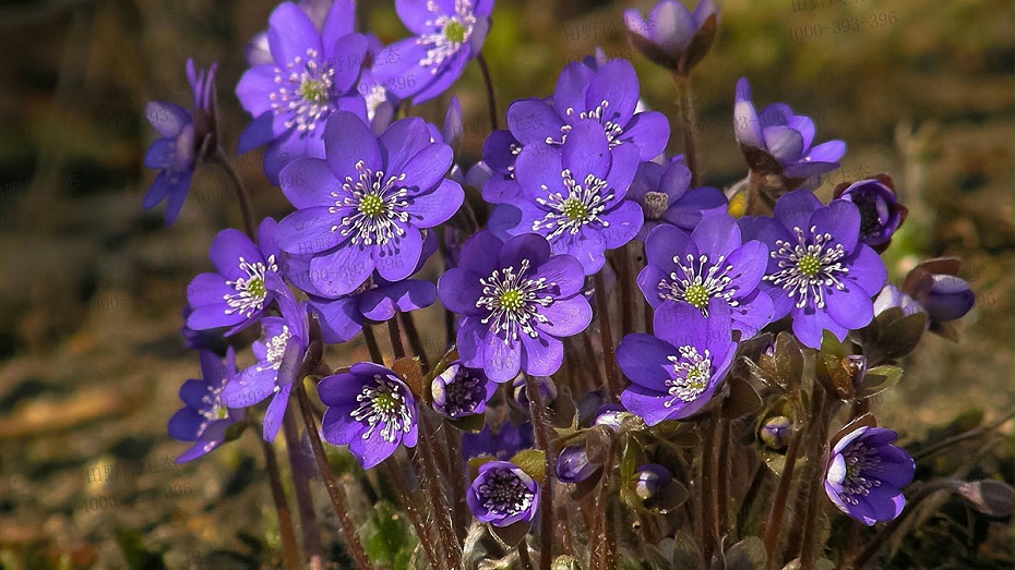 野花