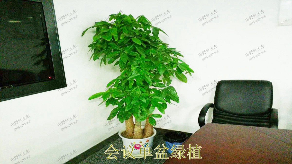 花卉植物租擺,廣東省交通運輸建設工程質量檢測中心