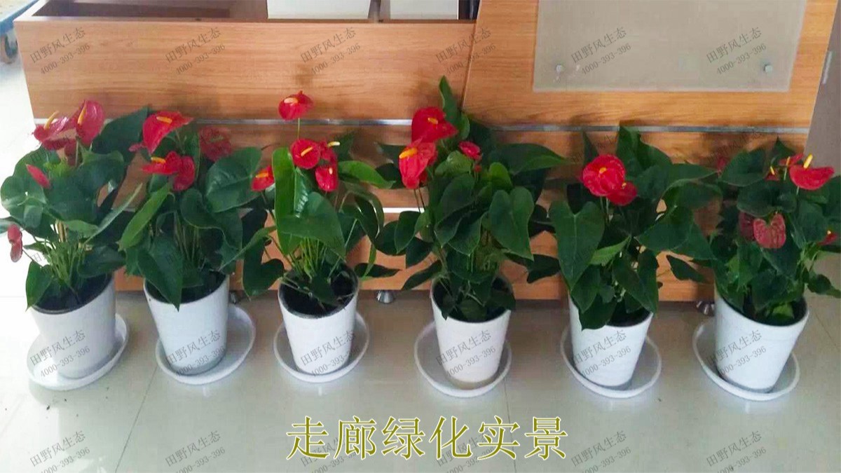 花卉植物租擺,廣東省交通運輸建設工程質量檢測中心