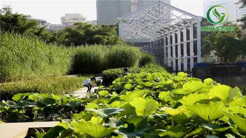 草坪養護，花草養護