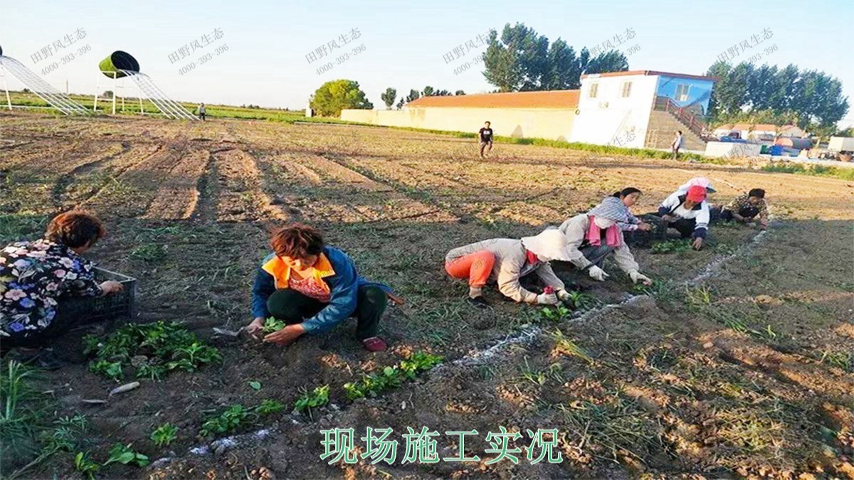 福建福州景區花海工程