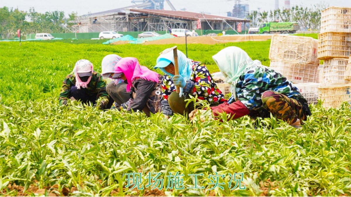 江夏區舒安未來家園休閑農業規劃設計