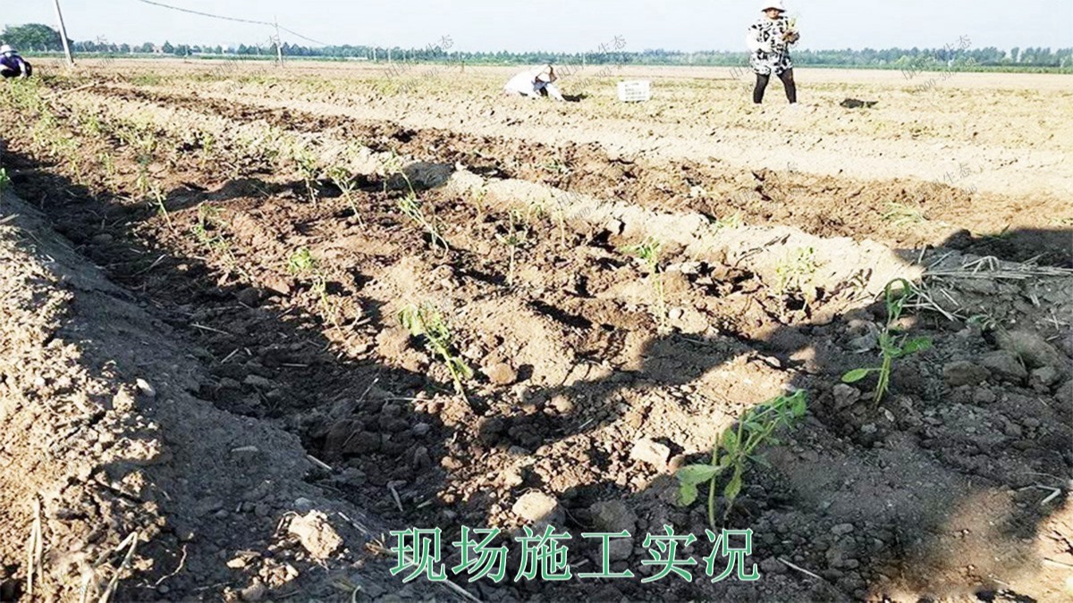 三水僑鑫生態園綜合體項目