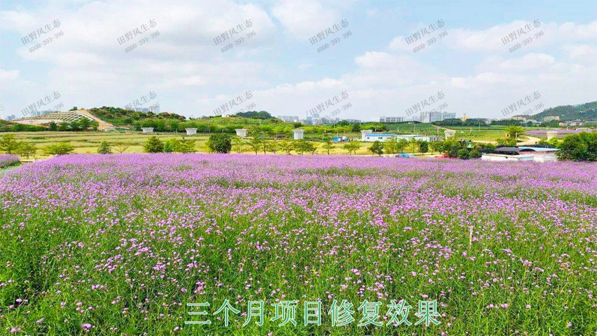 廣西北海市景區花海工程