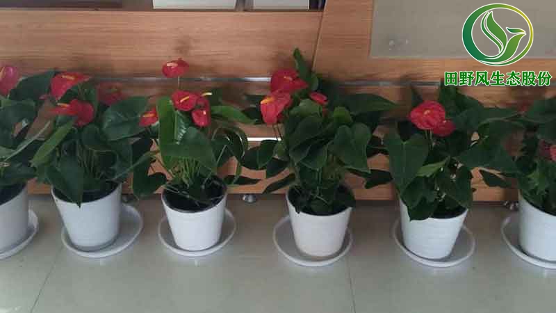 植物租擺,花卉養護