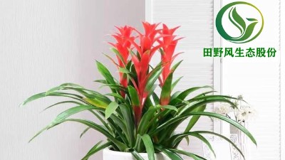 送你一朵小紅花，年前養(yǎng)這些年花”寓意紅紅火火、喜慶吉祥！