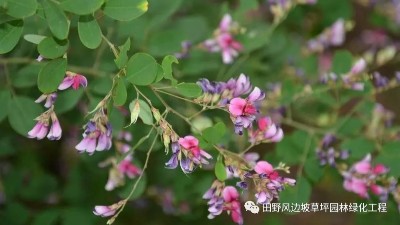 灌木種子批發(fā)——田野風生態(tài)建設(shè)