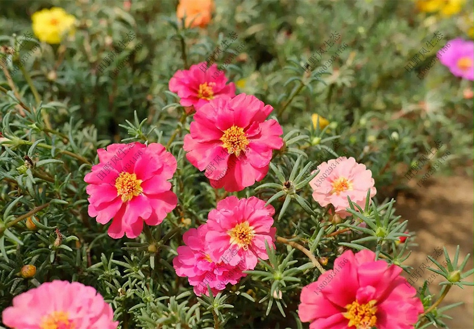 太陽花種子批發