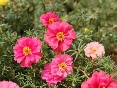 太陽花種子種多久開花？