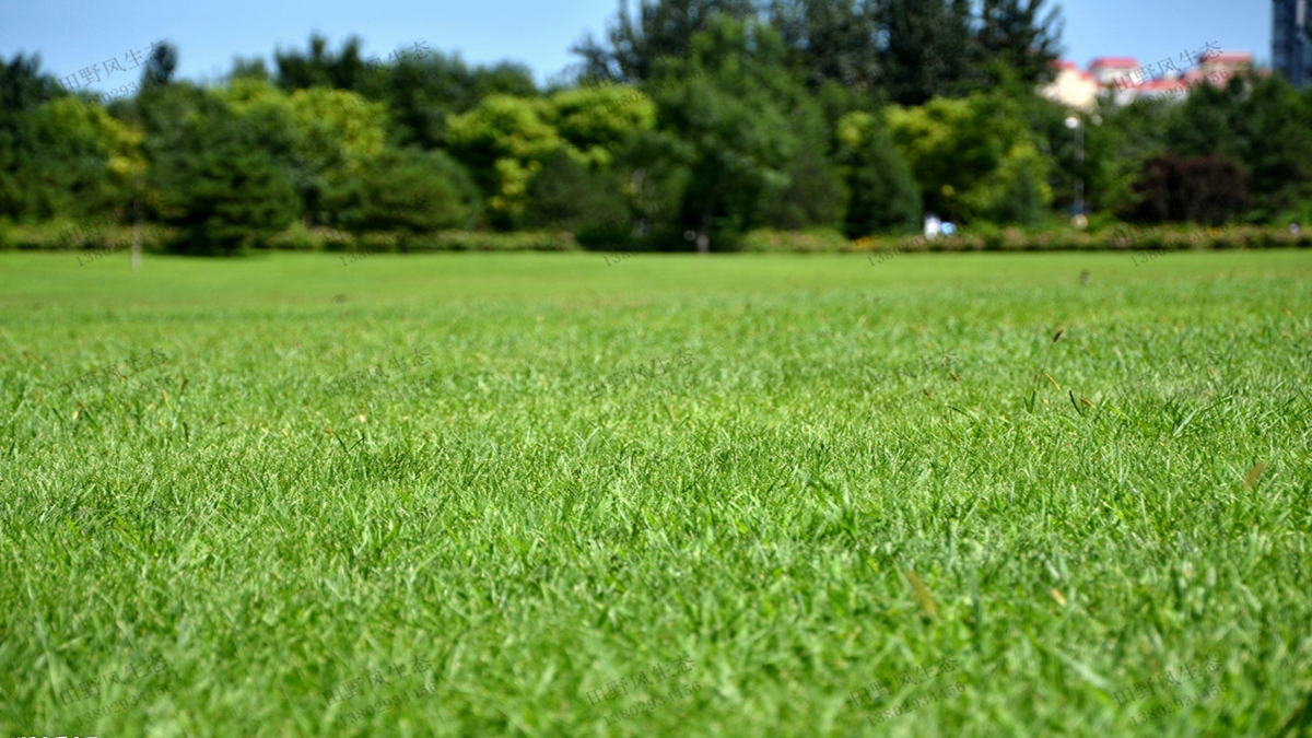 北方地區種植草坪可以選擇哪些草坪草種籽？