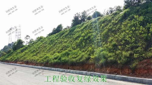 潮惠高速揭陽段高速公路邊坡植草