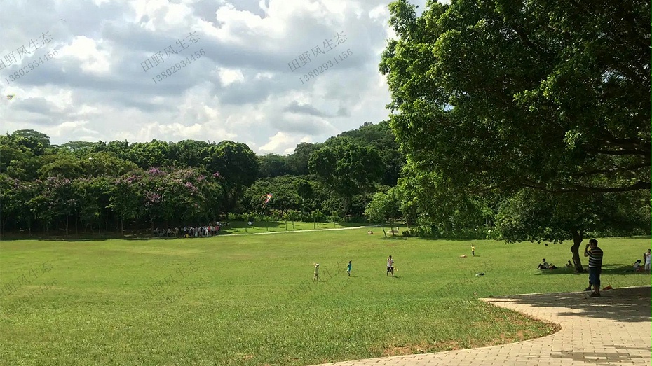 草坪建植與養護管理