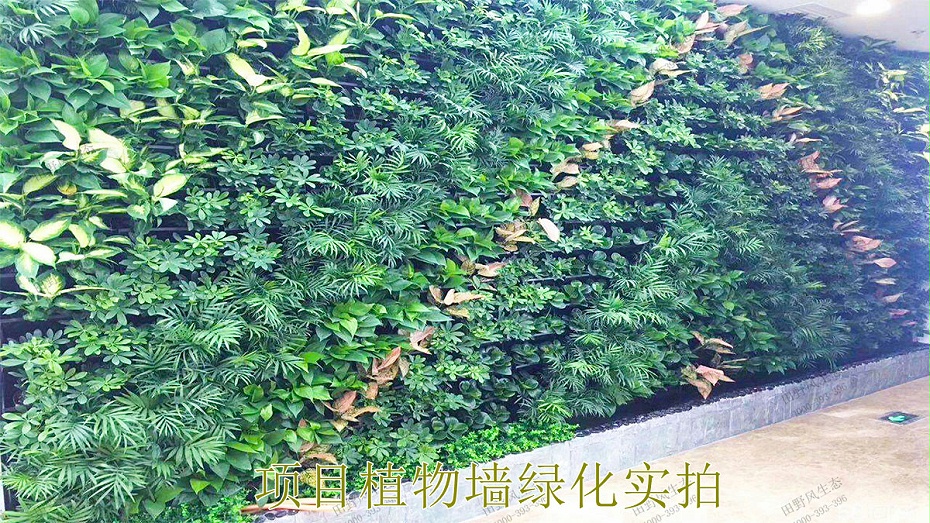 項目植物墻綠化實拍