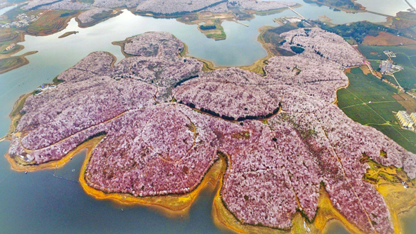 田野風(fēng)大講堂：怎么打造花海景觀？花海景觀設(shè)計(jì)需要注意什么？