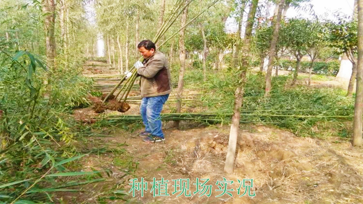 江門逢江區園林景觀花卉園林綠化