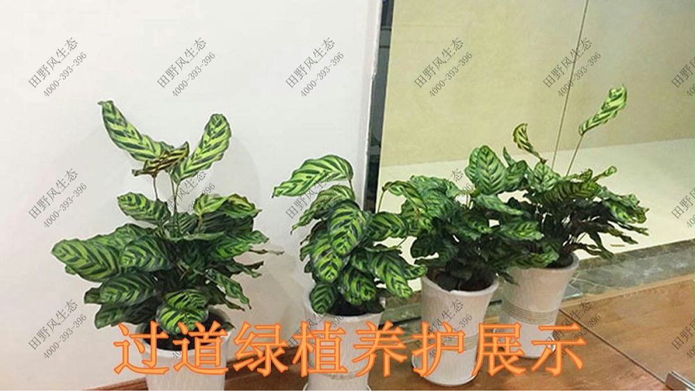 廣東美的集團植物養護案例