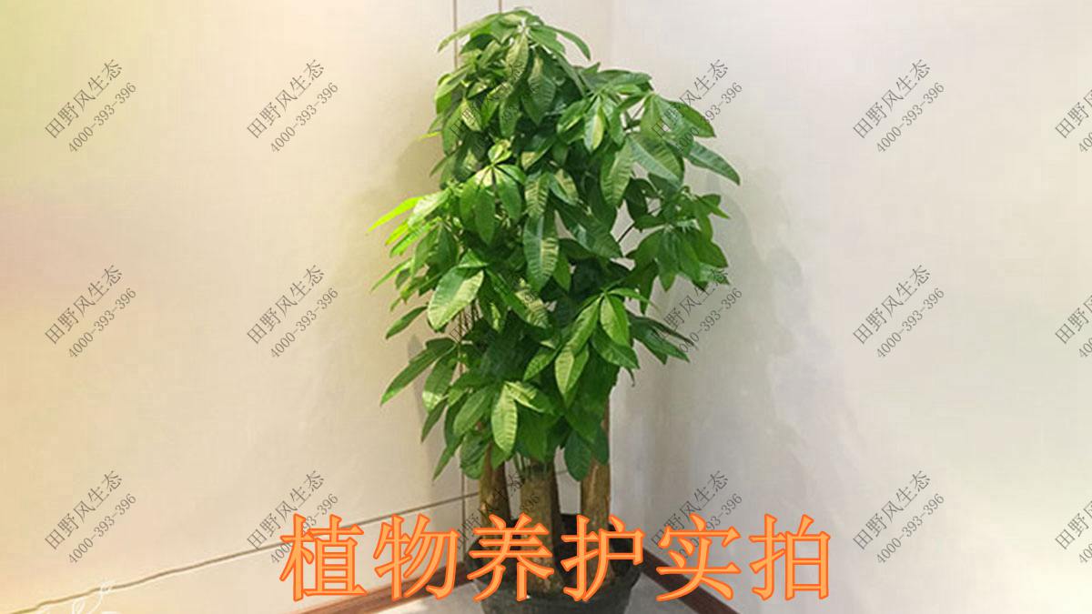 綠植養護