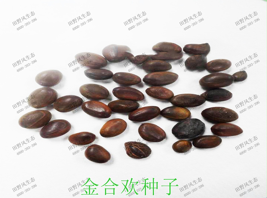 1金合歡種子產(chǎn)品原圖