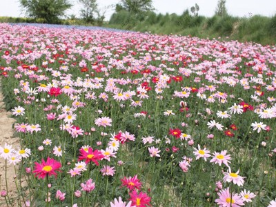 多年生野花組合