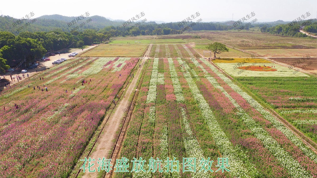 湖北武漢農業生態園花海工程,