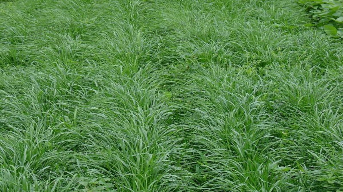 紫羊茅種植養護技術