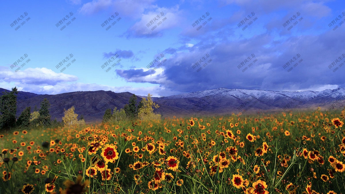 混播一年生花種,花?；ǚN子