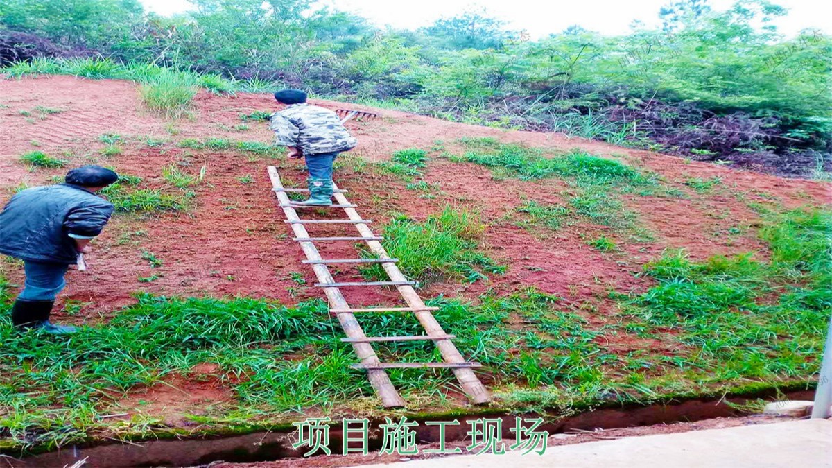 江西廣昌火龍果基地廠區掛網植草