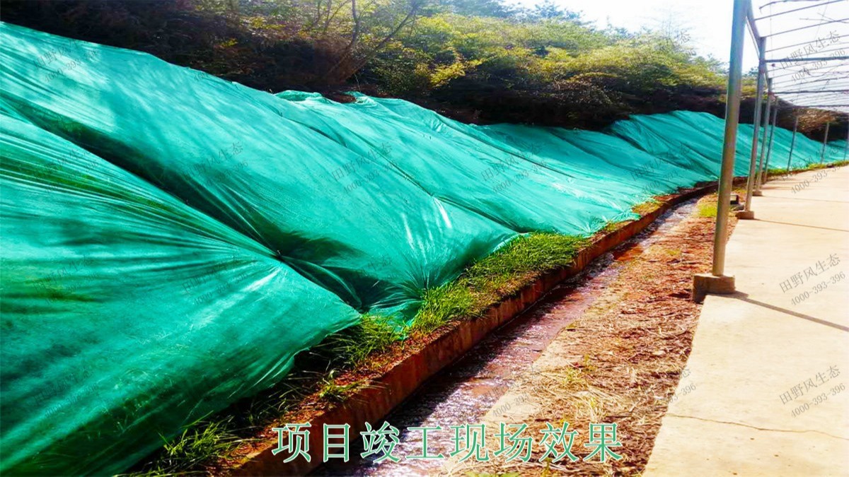 江西廣昌火龍果基地廠區掛網植草