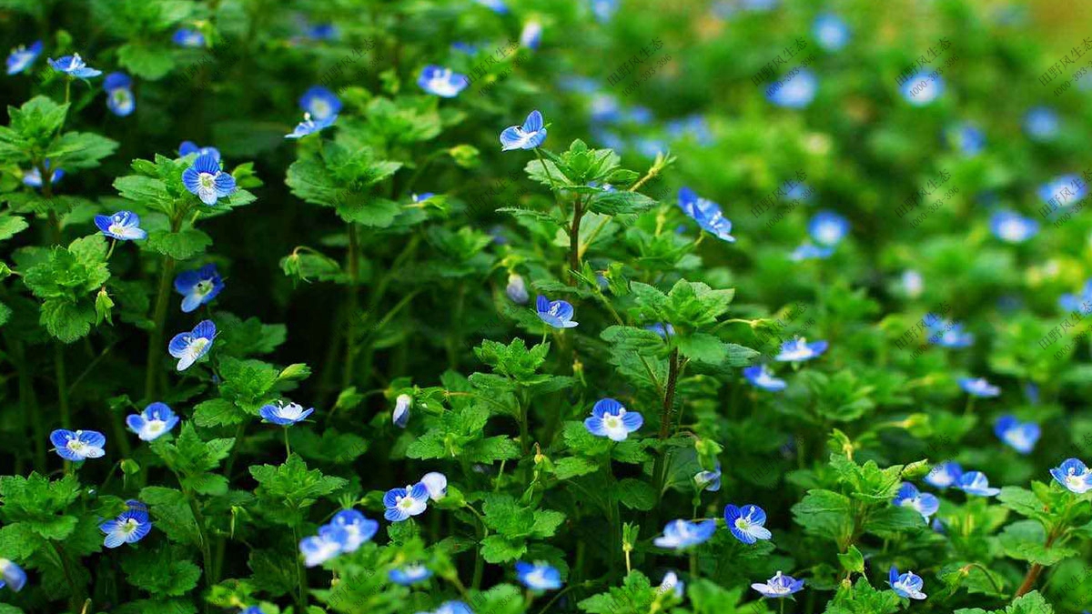 宿根花卉花種,混播花種子